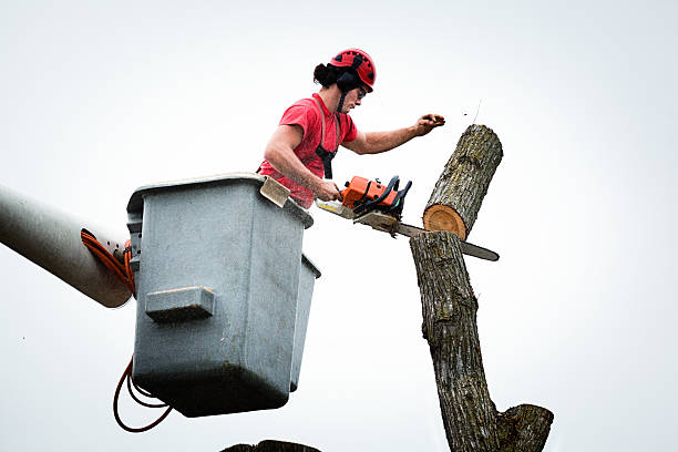 Best Arborist Consultation Services  in USA